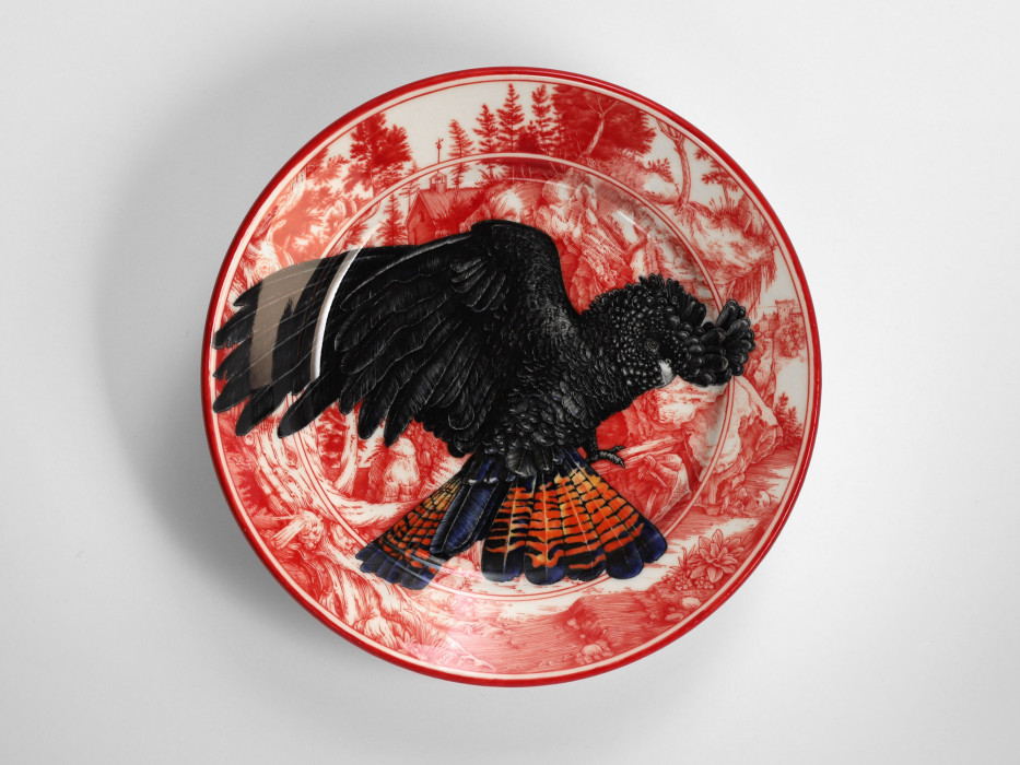 Red tailed black cockatoo 2023