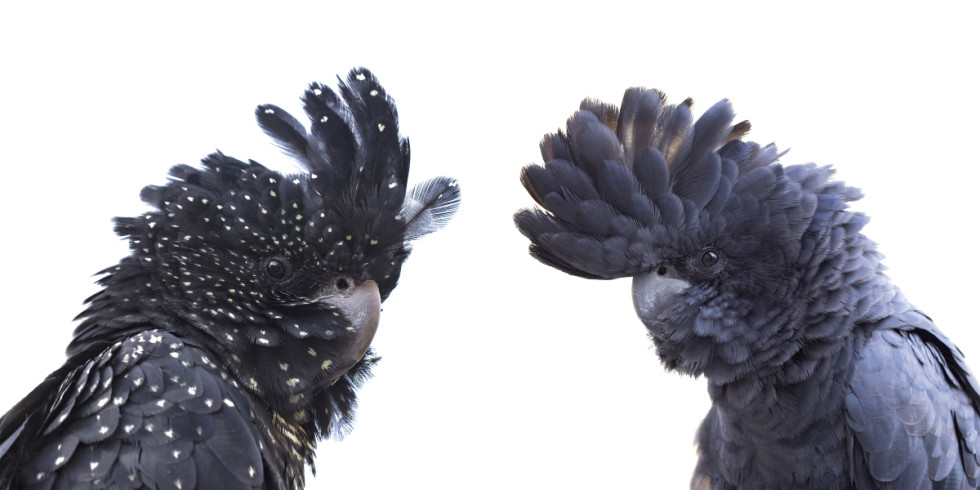 Pamela Pauline - Mates for Life