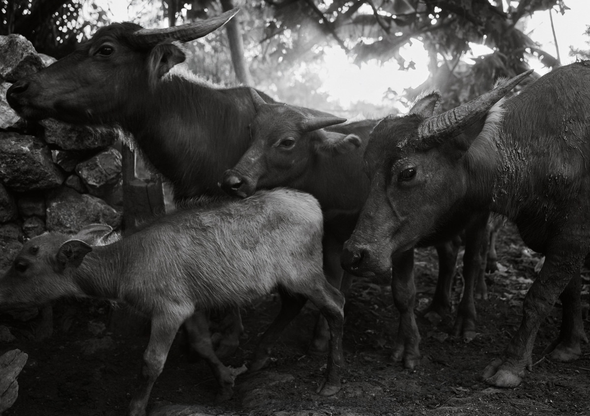 Sumba Cowboys