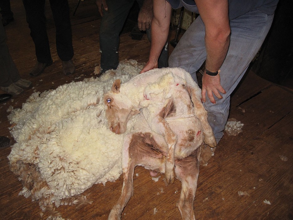 Sheered Sheep, White Cliffs NSW