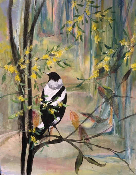 Wattled Magpie