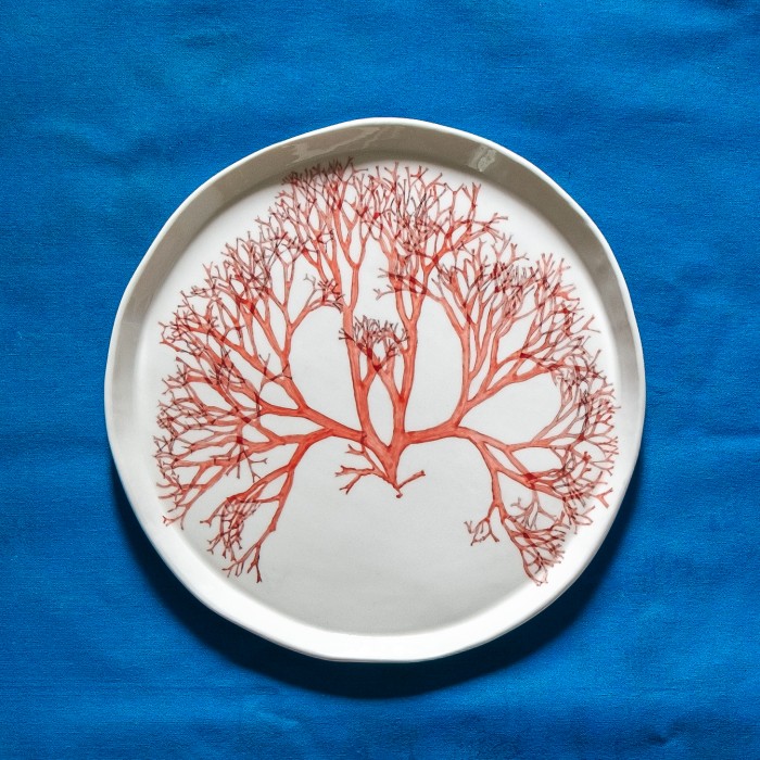 `Tsengia feredayae 2022